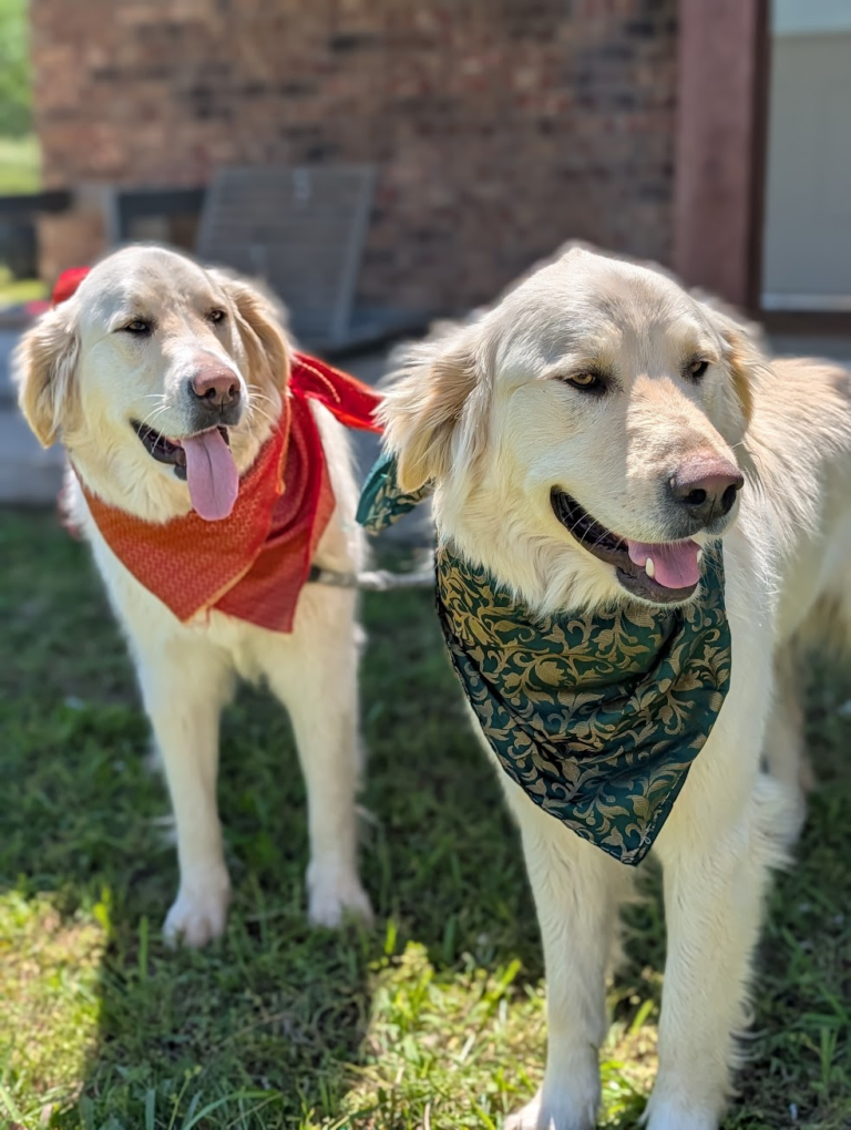 Magnolia’s two dogs wearing festive red and green bandanas